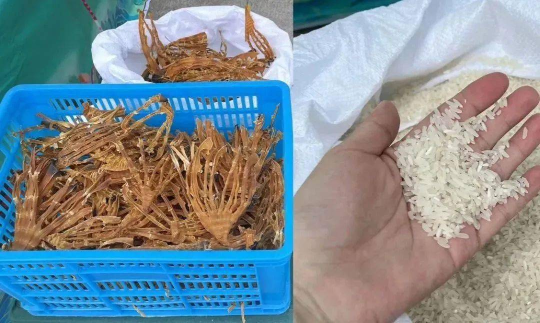 綦江区2023年消费帮扶农副土特产品展会,今日好物推荐!
