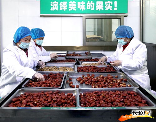 高清组图 河北赞皇 大枣产业助农增收致富