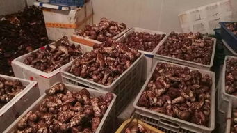 新平台丨 中国高原特产 电商平台上线啦,甘孜州农副产品可免费进驻