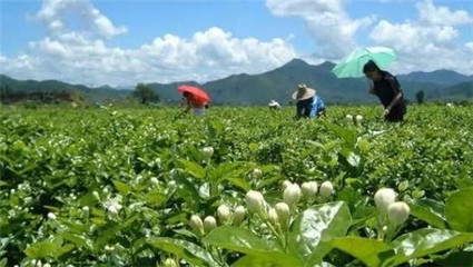 柳州这42个村要发大财 年入100万元!有你老家吗?