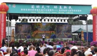 周末了!约起!新都区新民镇“萄醉天下·醉美新民”葡萄采摘季来啦