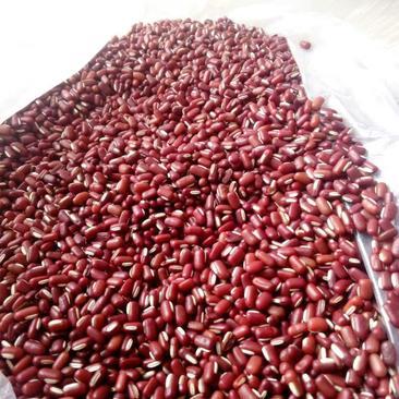 赤小豆批发市场分析 安徽亳州利辛县赤小豆价格走势与市场前景