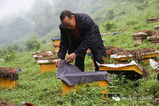 马云与青川的七年之约 农副土特产品成乡村振兴新引擎