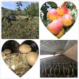 固原市原州区河川乡辉之煌乡村旅游观光专业合作社正式成立