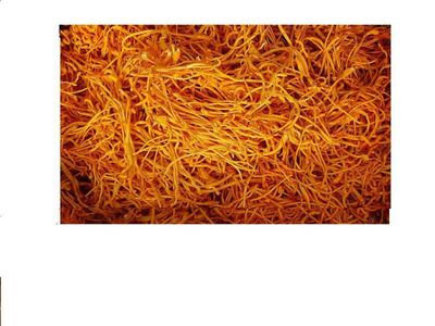【大量供应生态蔬菜虫草花(黄金草)】价格_厂家 - 中国供应商